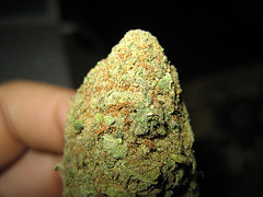 ganja_plant_bud_harvest