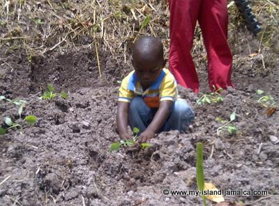 Gardening at Woodford All Age School