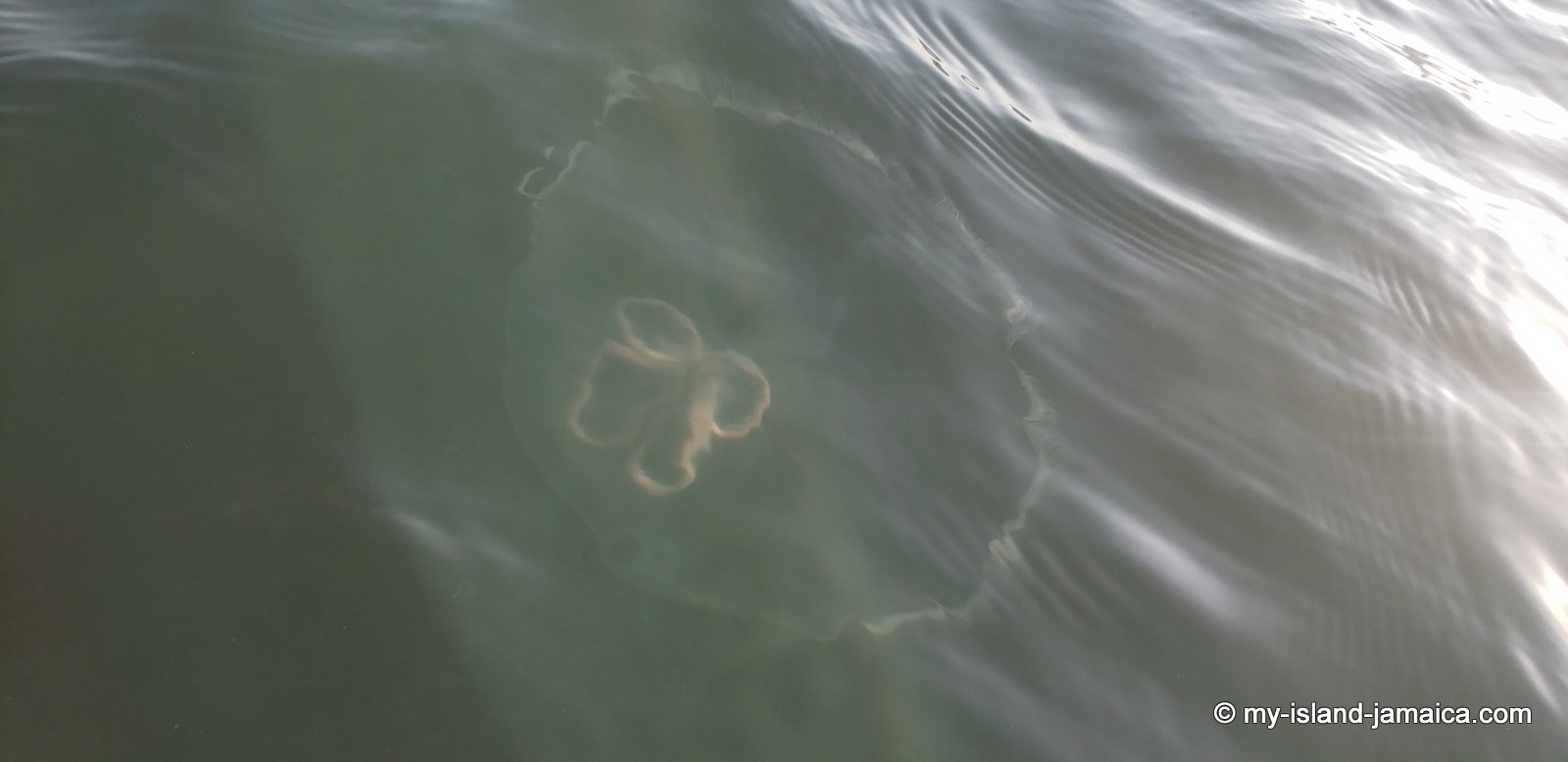 giant jamaican jelly fish