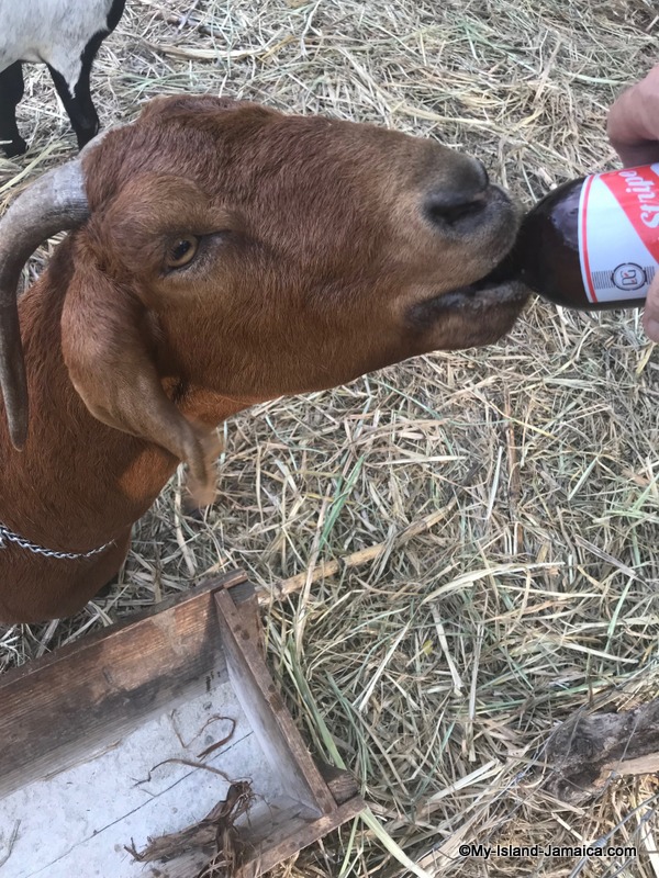 glenda_drinking_red_stripe