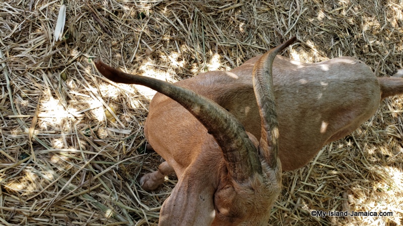 goat_horn_picture