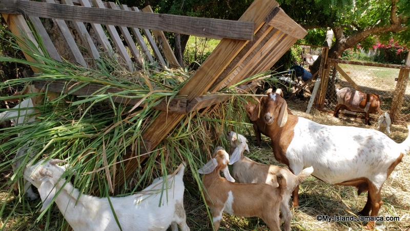 goats_feeding_trough