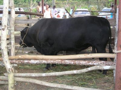 Hague Agricultural & Food Fair