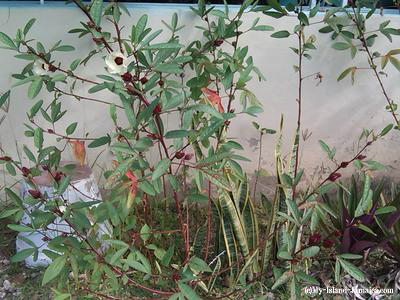 jamaican_sorrel_plant