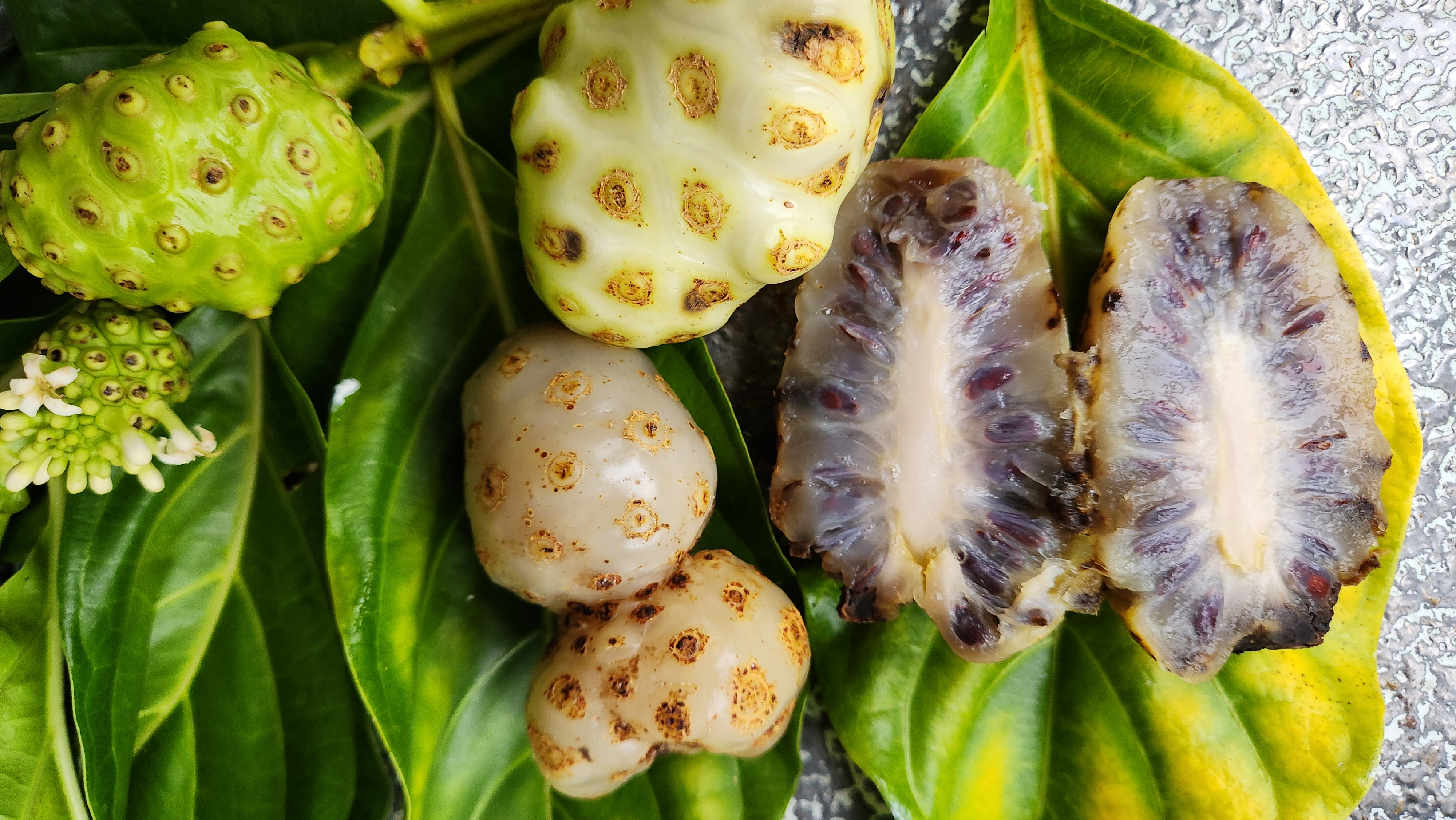 health_benefits_of_noni_jamaican