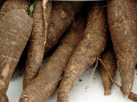 Health Benefits Of The Jamaican Cassava