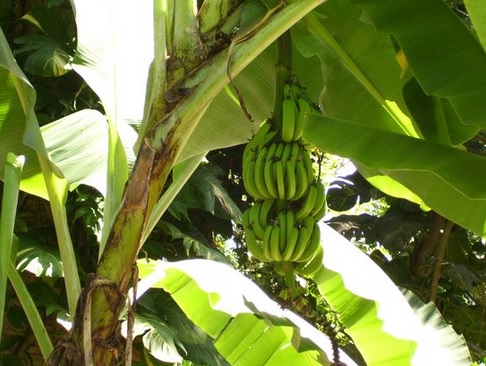 history_of_banana_in_jamaica