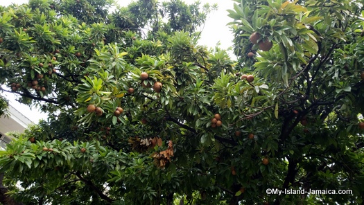 holiday_inn_resort_montego_bay_naseberry holiday_inn_resort_montego_bay_naseberry