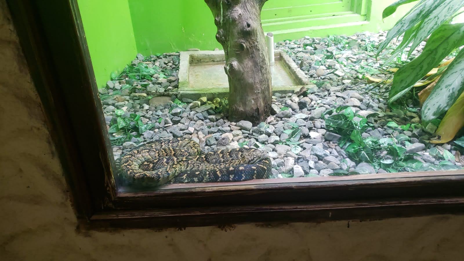 hope_zoo_snake_venesha hope_zoo_snake_venesha