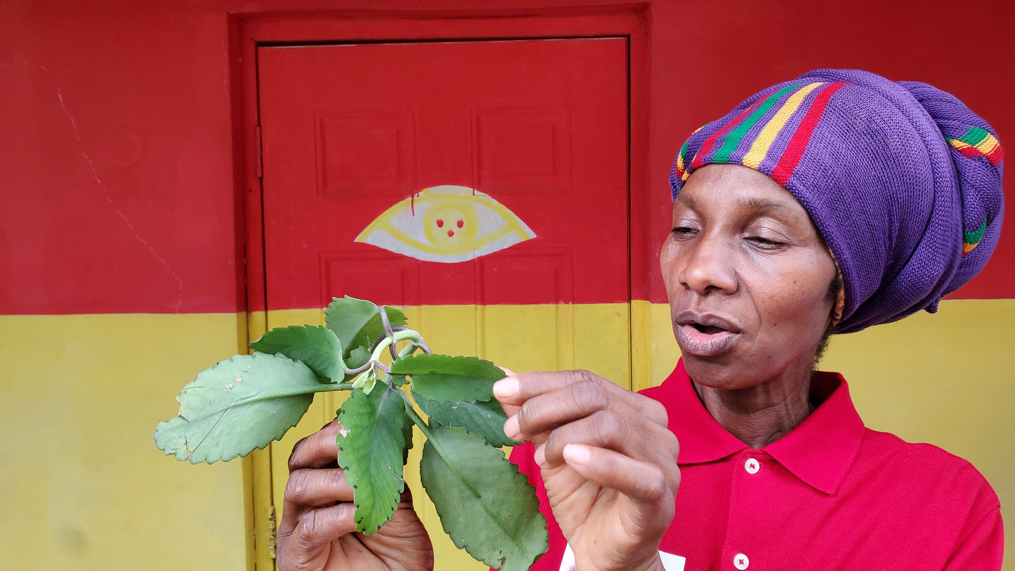how_to_identify_leaf_of_life_in_jamaica