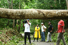 Uprooted Tree lying across road
