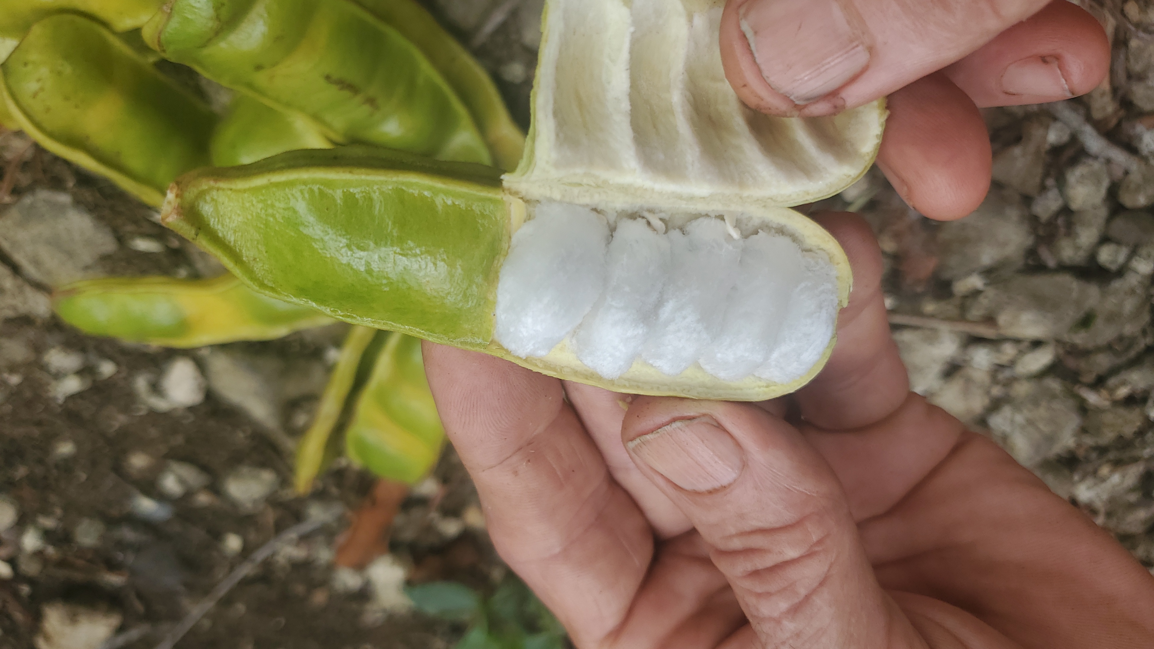 Refreshing Jamaican Sorrel Here's A Simple Recipe