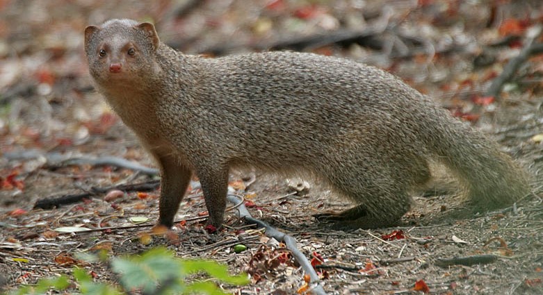 Are There Mongoose In Jamaica | Indian Grey Mongoose (Photo: Wikipedia)
