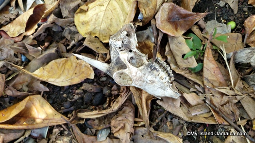 international_coastal_cleanup_day_jamaica_goat_skull
