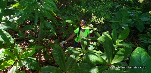 international_coastal_cleanup_day_jamaica_little_lady