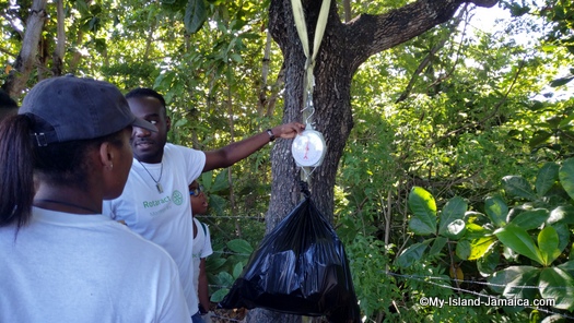 international_coastal_cleanup_day_jamaica_weighing