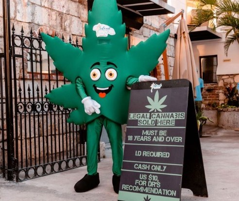 Montego Bay vs Ocho Rios | Island Strains (Hip Strip) - Montego Bay