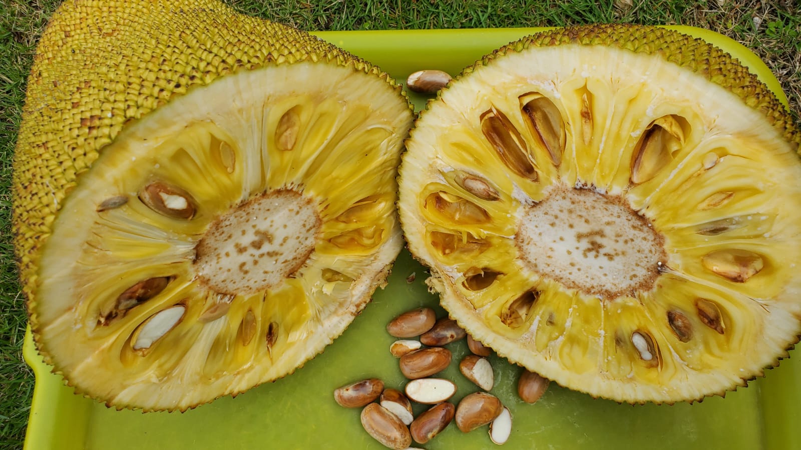 Jamaican Jackfruit With Seeds