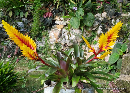 yellow peacock bromeliad jamaian_flowers_