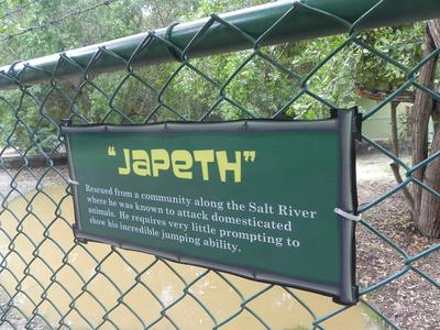 jamaica_swamp_safari_village_japeth_crocodile