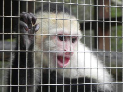 jamaica_swamp_safari_village_chimpanzee