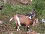 Jamaican Backyard - Goat