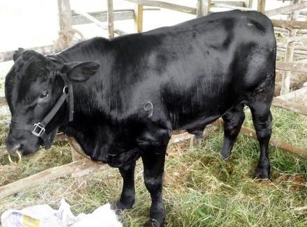 Are There Cows In Jamaica? | Jamaica Black (Photo: jamaicagleaner.com)