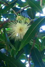 Jamaica Flower