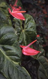 jamaica_flower