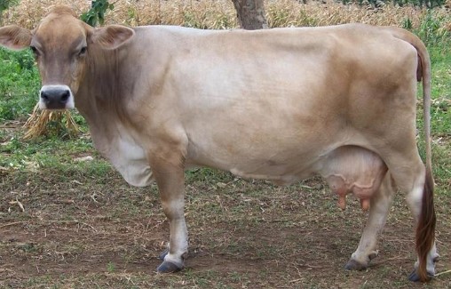 Are There Cows In Jamaica? | Jamaica Hope (Photo: alchetron.com)