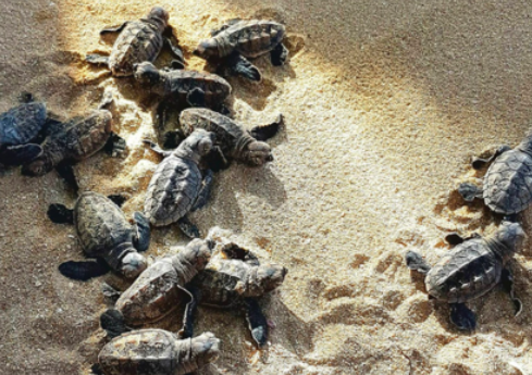 Eco Friendly Resorts In Jamaica | Jamaica Inn Hawksbill Turtle Release (Photo Credit: Jamaica Inn)