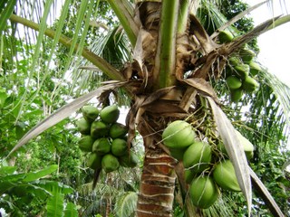 jamaica_photos_coconut_tree