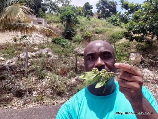 jamaica_pimento_berries_smell_wellesley