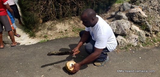 jamaica_road_trip_wellesley_cutting_coconut