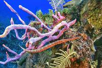 Scuba Diving in Jamaica - Corals Scuba Diving in Jamaica - Corals