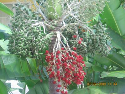 <b>Photo Contest Entry #7:</b><br>Jamaican Berries