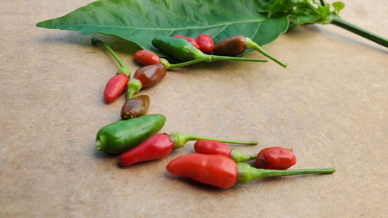 The Health Benefits of Cayenne Pepper The Jamaican Bird Pepper
