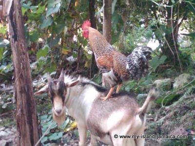Jamaican Ram Goat & Rooster
