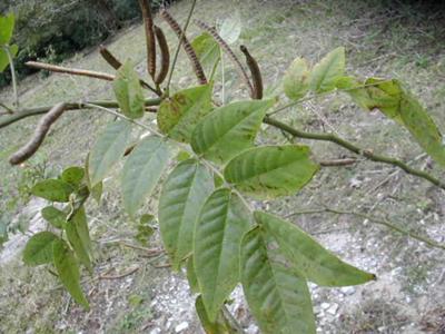 The Jamaican Dandelion