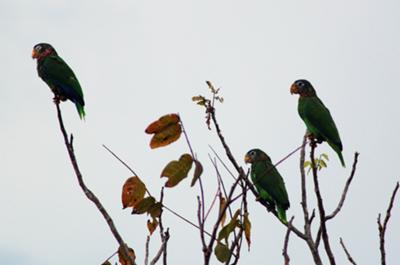 <b>Photo Contest Entry #6</b> <br>Jamaican Green Parrots