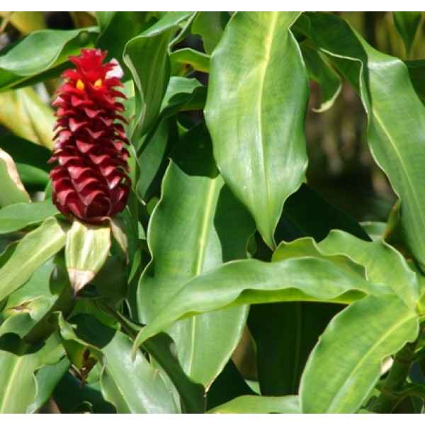 The Jamaican Insulin Plant