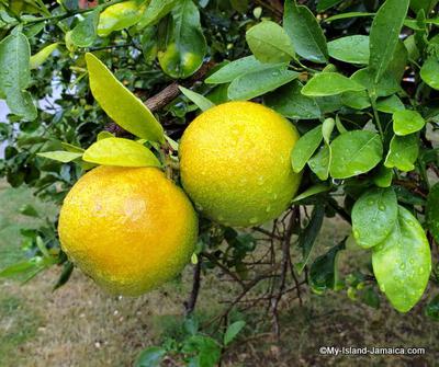 Jamaican Ortanique Orange