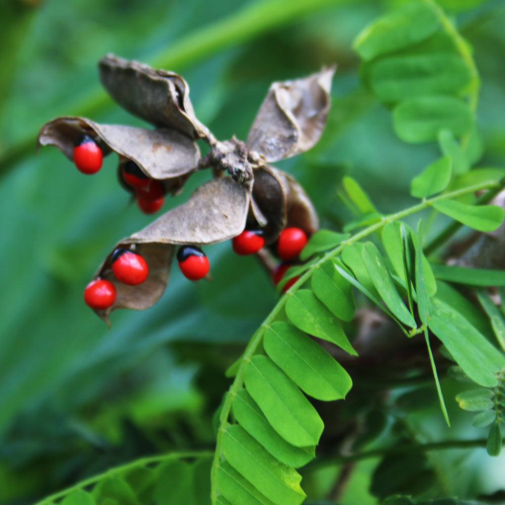 Jamaican Wild Licorice | Image source: thesurvivalgardener.com