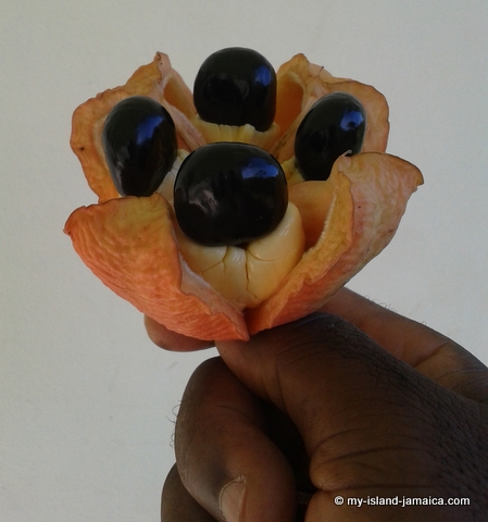 Jamaican Vomiting Sickness | Jamaican Ackee Pod (Opened)