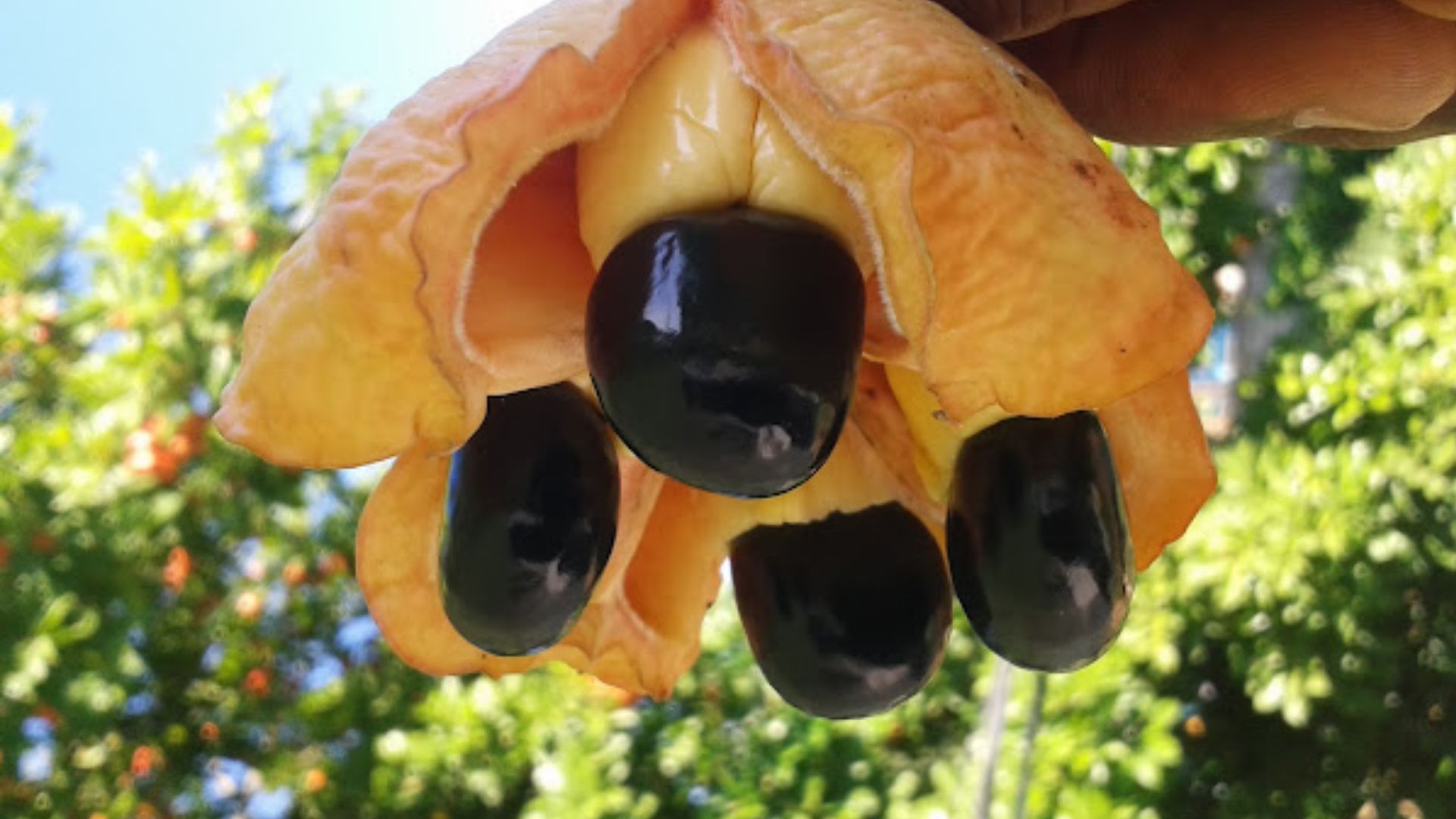 jamaican_ackee_glossary_of_jamaican_herbs_and_fruits