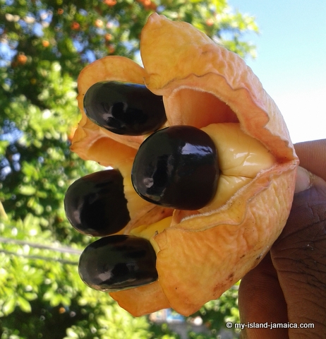 when is ackee season in Jamaica
