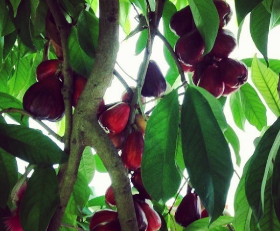How to Choose a Good Quality Jamaican Apple