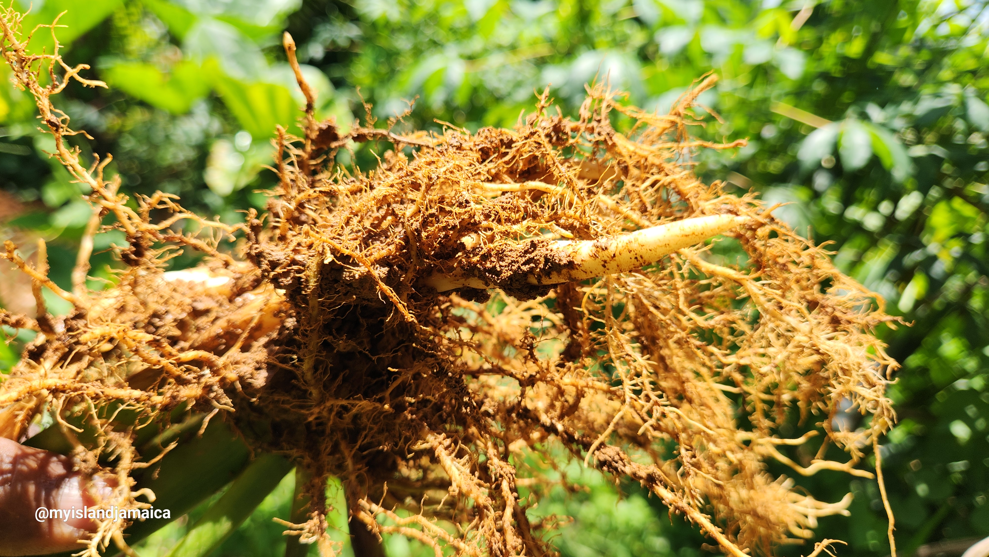 Jamaican Arrowroot plant and rhizome
