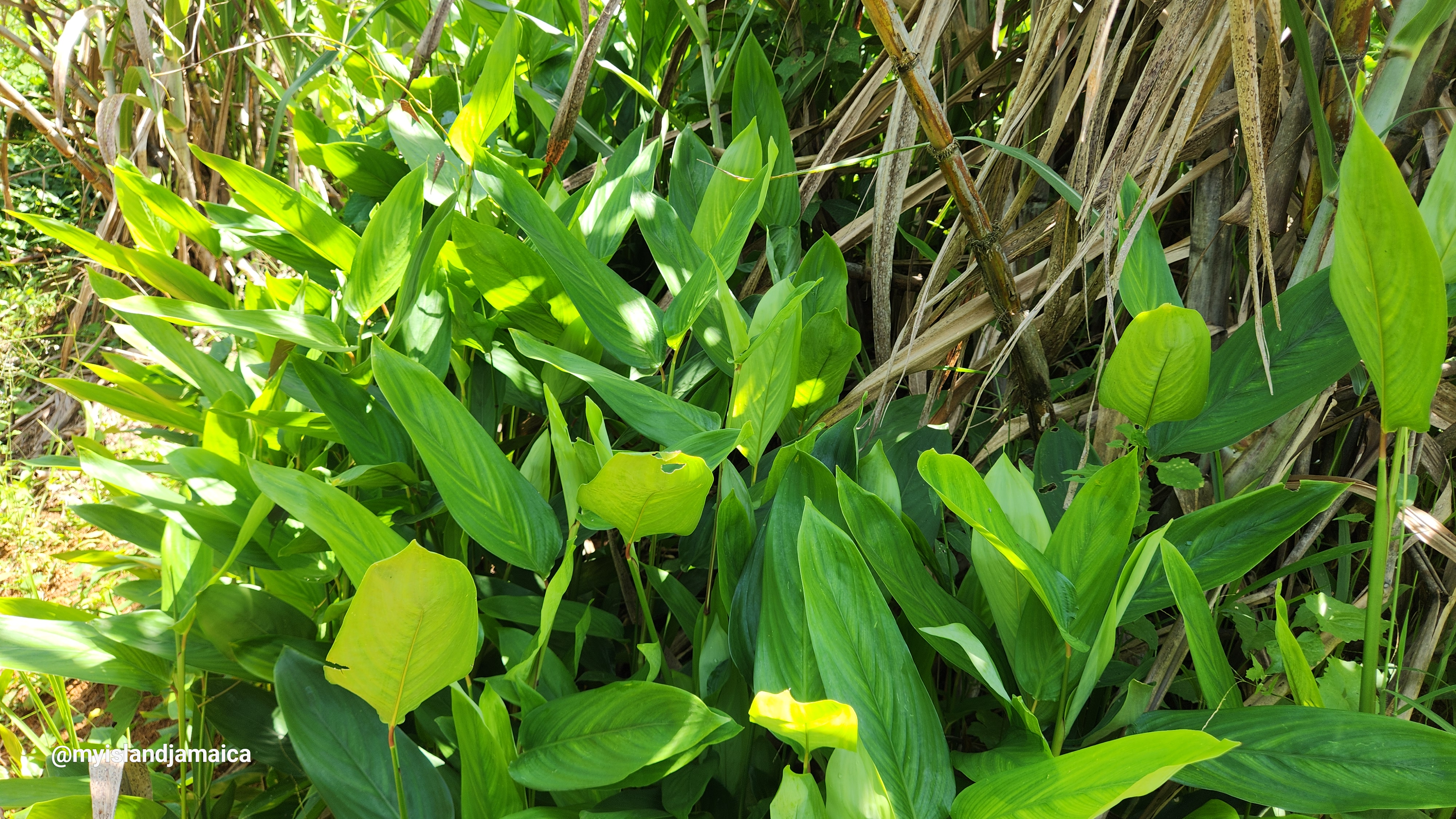 Jamaican Arrowroot