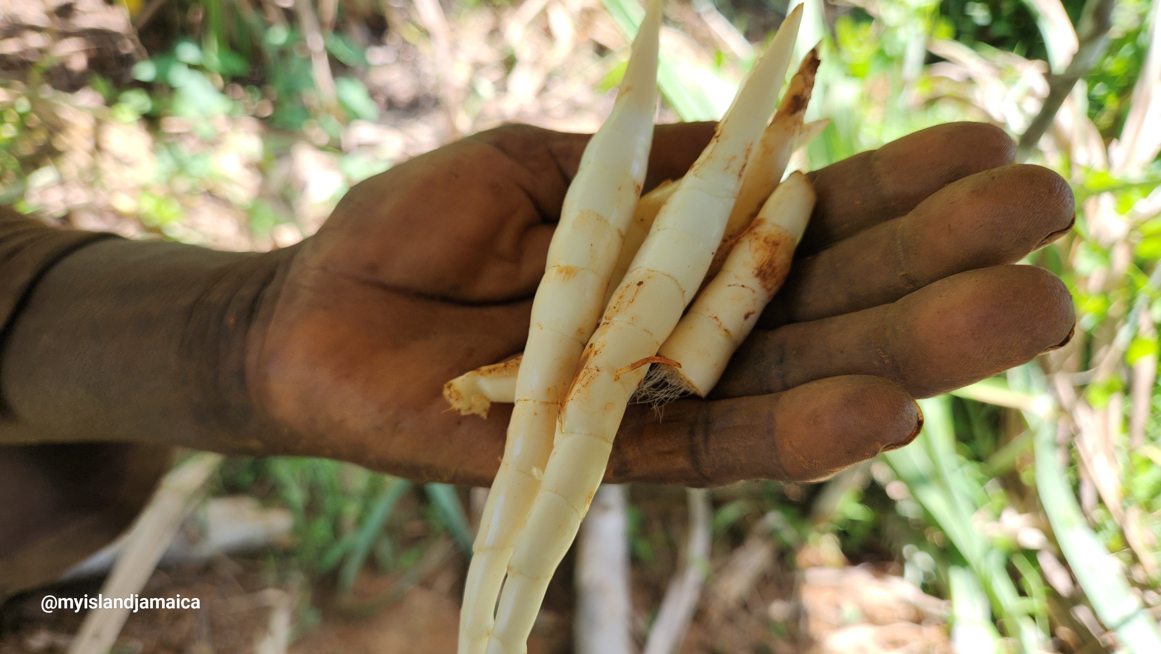 Jamaican Arrowroot rhizome